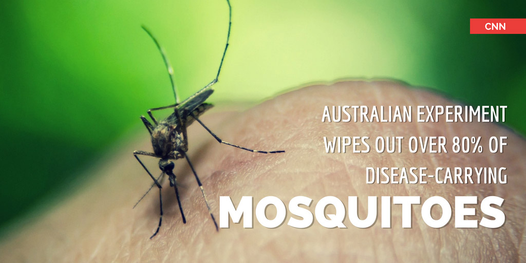 Australian experiment wipes out over 80 percent of disease-carrying mosquitoes - CNN