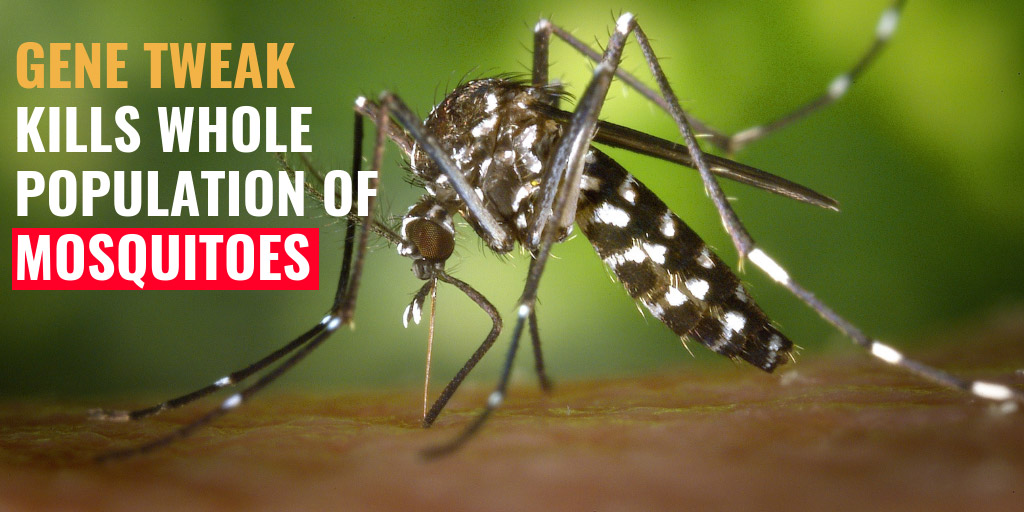 Gene tweak kills whole population of mosquitoes - USA Today
